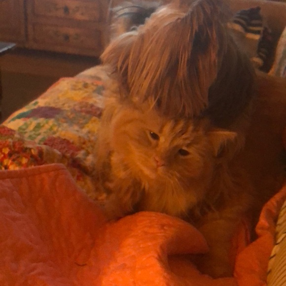 My pups - Picture 3 of 5